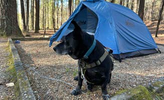 Hanna P.'s photo of camping with pets at Lake Russell Recreation Area near Baldwin, GA