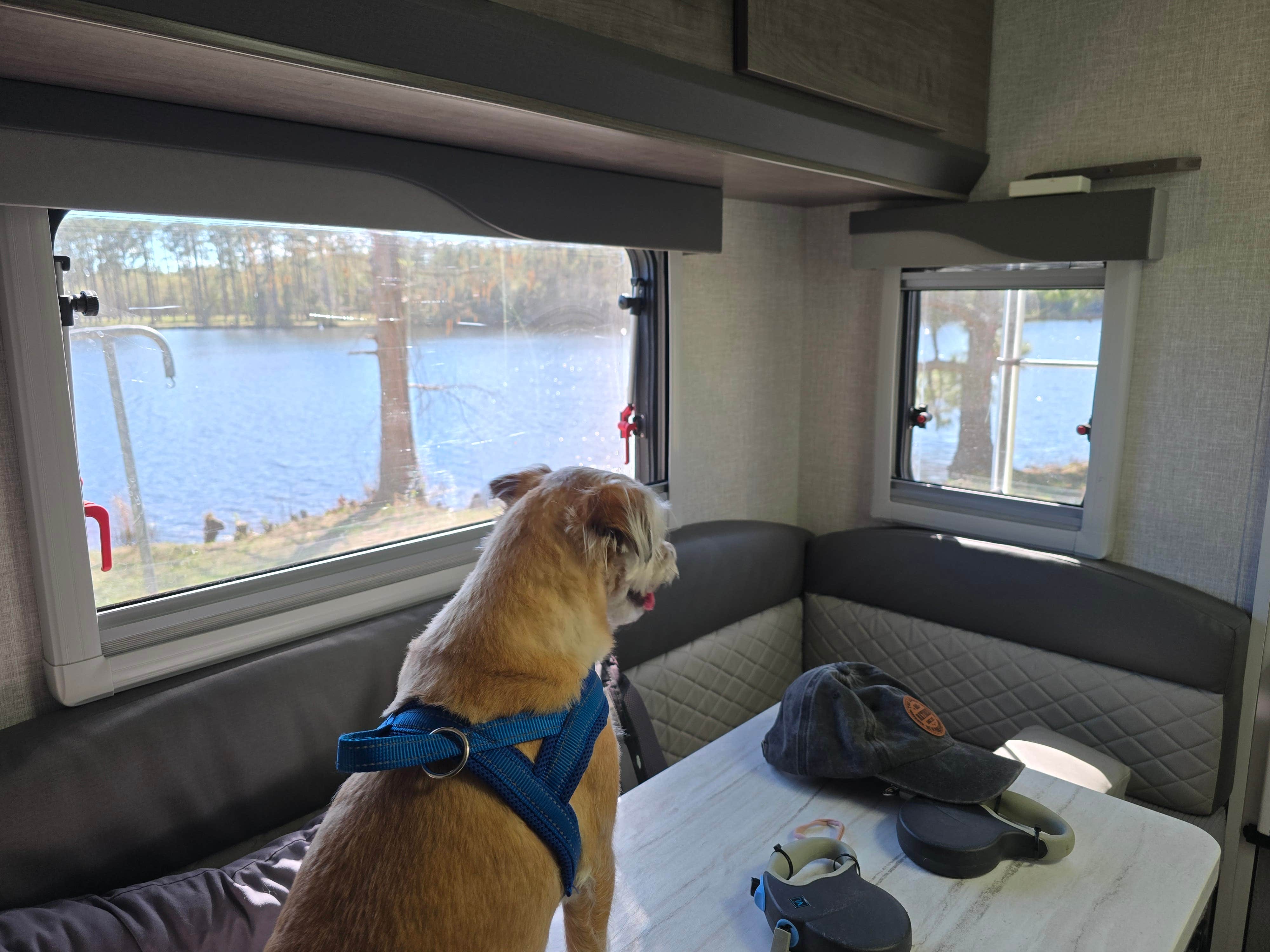 Steven & Dorth S.'s photo of camping with pets at Laura S Walker State Park Campground near Nicholls, GA
