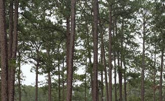 Joel R.'s photo at Laura S Walker State Park Campground near Baxley, GA