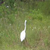 Review photo of Laura S Walker State Park Campground by Joel R., June 13, 2025