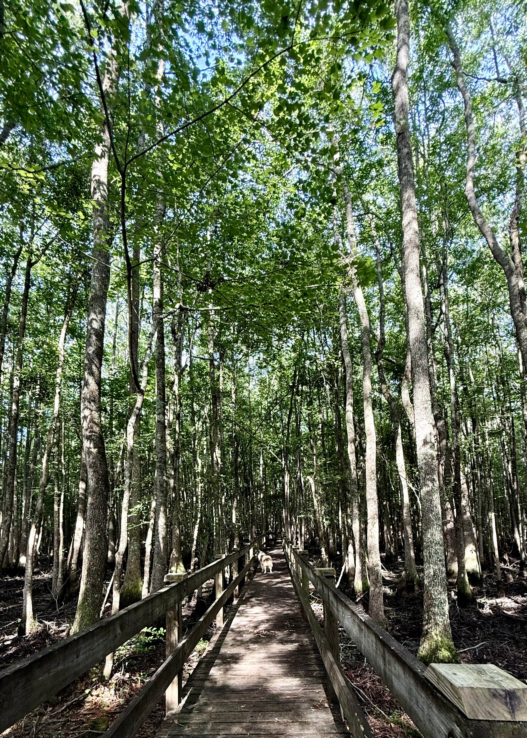 G F.'s photo of camping with pets at Little Ocmulgee State Park & Lodge near Douglas, GA