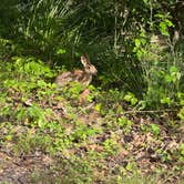 Review photo of Mulky Campground by Ben C., May 6, 2025