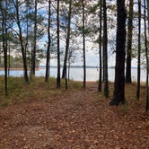 Review photo of Petersburg - J Strom Thurmond Lake by Roger W., November 22, 2023