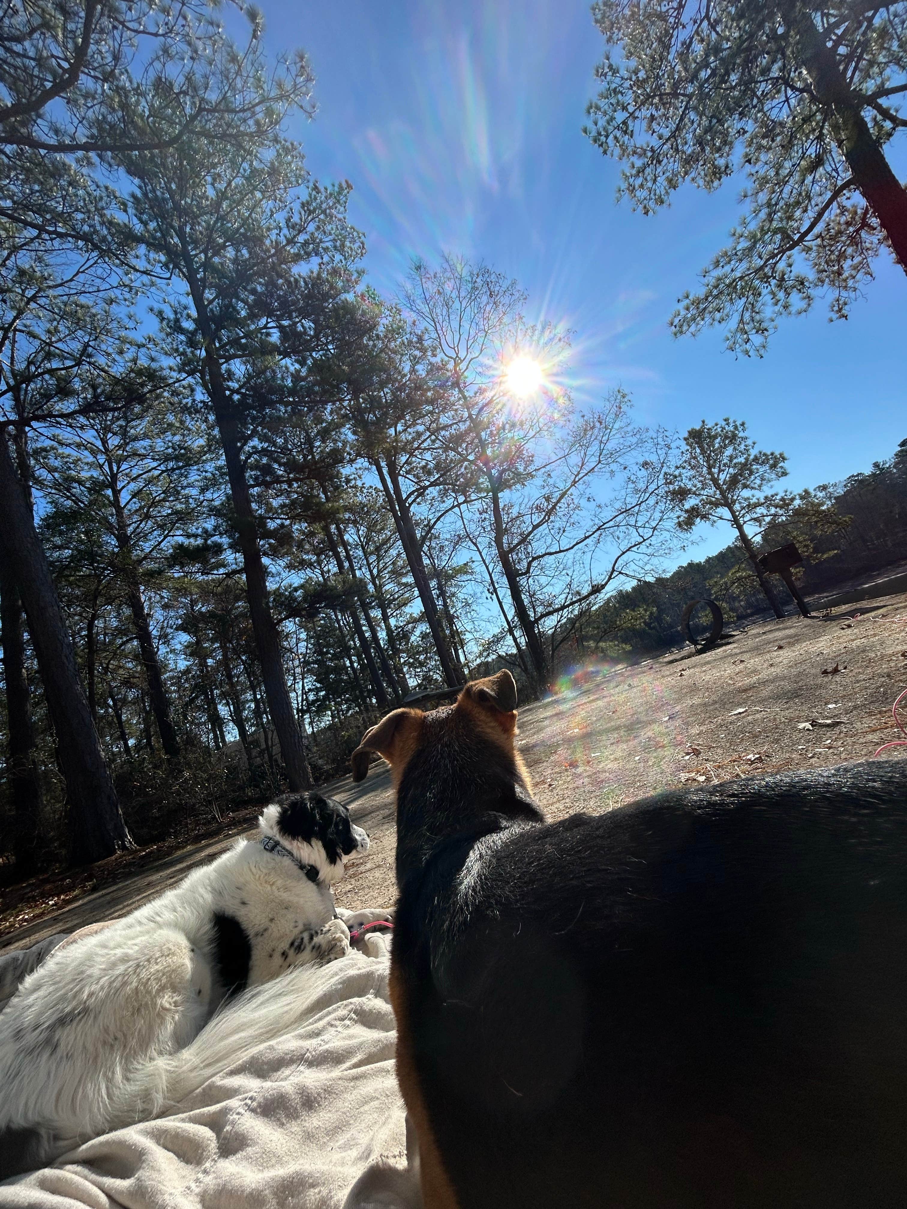 SJ W.'s photo of camping with pets at R. Shaefer Heard Campground near Columbus, GA