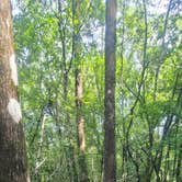 Review photo of Reed Bingham State Park Campground by Sally L., June 27, 2026