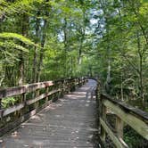 Review photo of Reed Bingham State Park Campground by Maggie  C., June 2, 2024