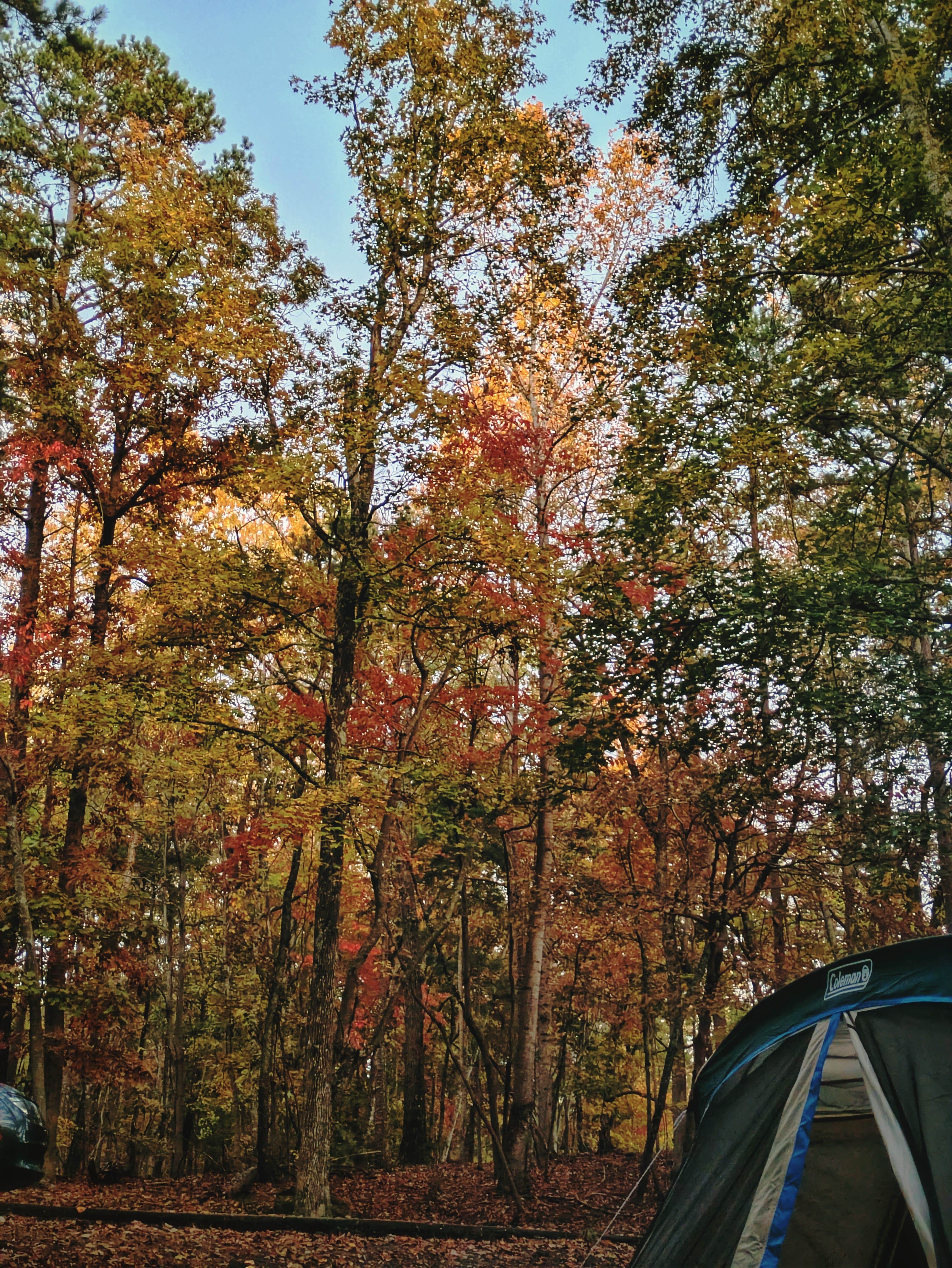 Shea D.'s photo at Shady Grove Campground near Murrayville, GA