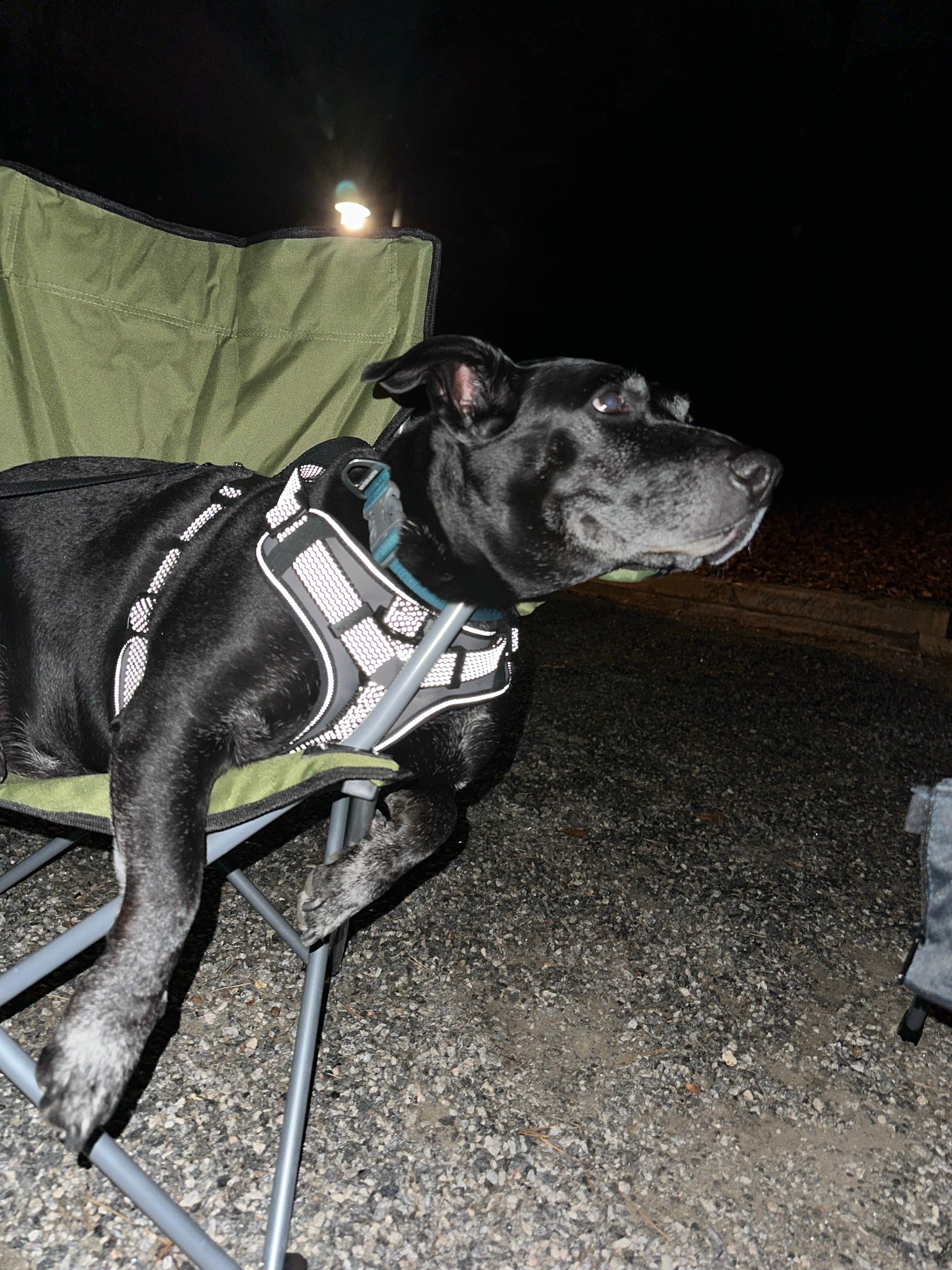 Hanna P.'s photo of camping with pets at Shady Grove Campground near Sugar Hill, GA