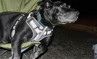 Hanna P.'s photo of camping with pets at Shady Grove Campground near Duluth, GA