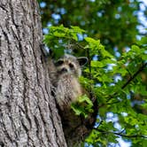 Review photo of Skidaway Island State Park Campground by Megan C., May 16, 2024