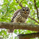 Review photo of Skidaway Island State Park Campground by Megan C., May 16, 2024