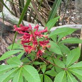 Review photo of Skidaway Island State Park Campground by Brian and Janet S., March 22, 2024