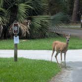Review photo of Skidaway Island State Park Campground by B , July 24, 2026