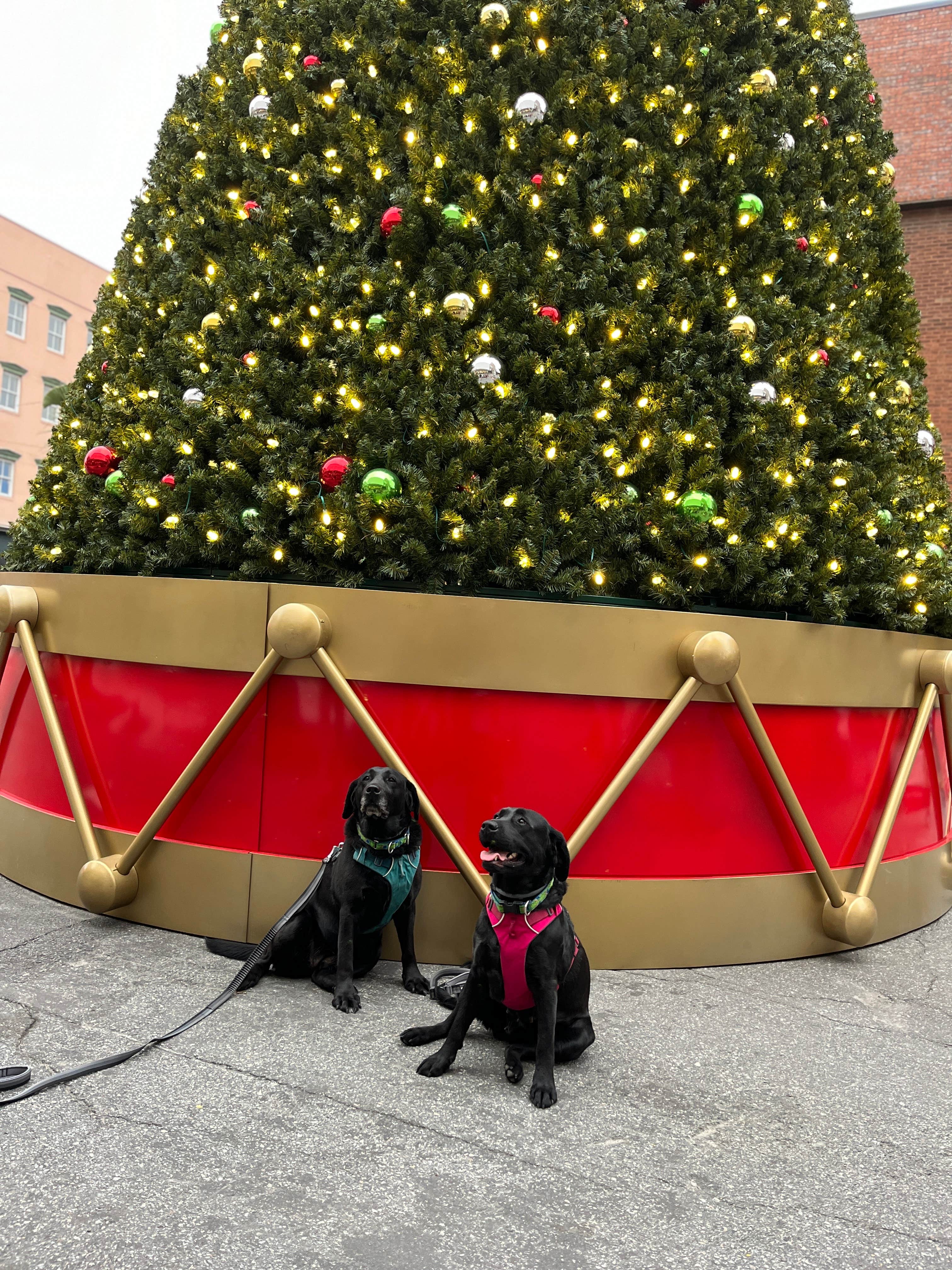 Laurie H.'s photo of camping with pets at Skidaway Island State Park Campground in Georgia