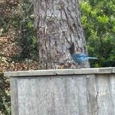 Review photo of Salt Point State Park Campground by Kate H., May 31, 2026