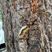Review photo of Ghost Mountain RV Campground by Holly C., June 17, 2026