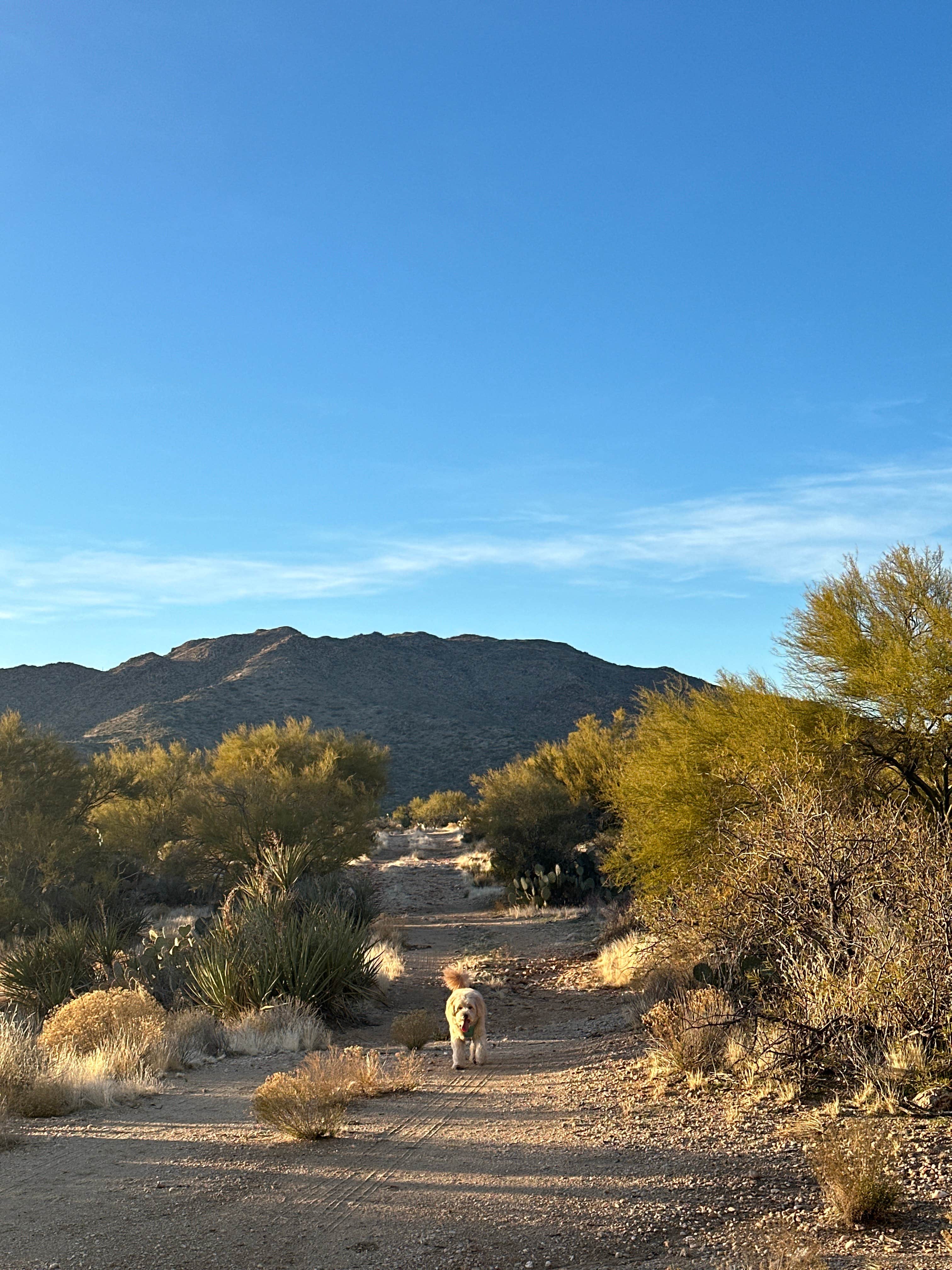 Camper-submitted photo at Ghost Town Road Camp near Aguila, AZ