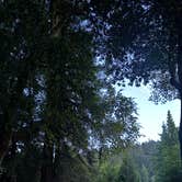 Review photo of Giant Redwoods RV & Cabin Destination by Dawn W., July 6, 2026