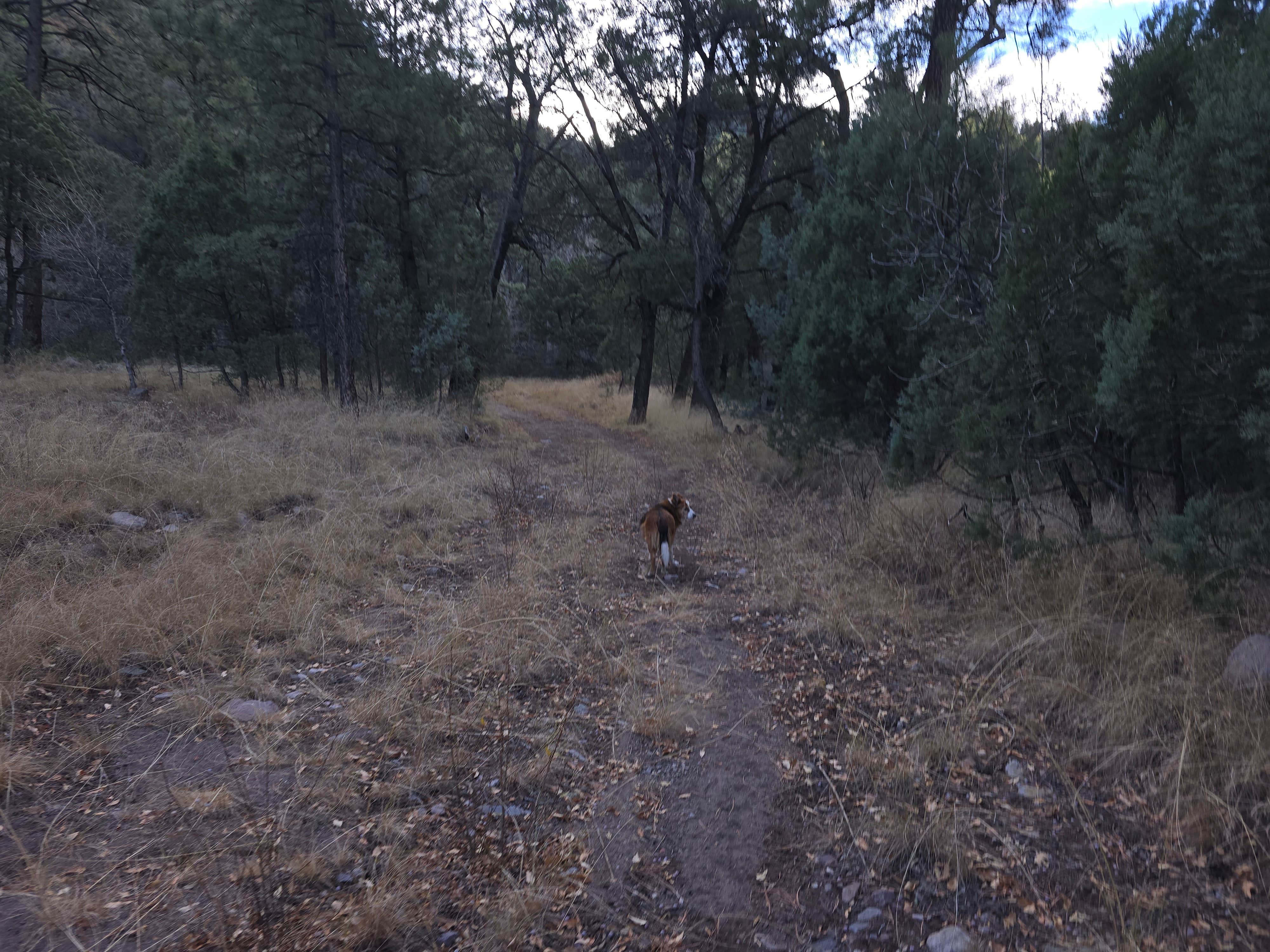 Teresa T.'s photo of camping with pets at Lower Gallinas Campground near Mimbres, NM
