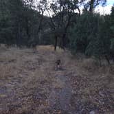 Review photo of Lower Gallinas Campground by Teresa T., November 29, 2024