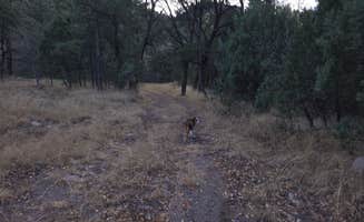 Teresa T.'s photo of camping with pets at Lower Gallinas Campground near Mimbres, NM