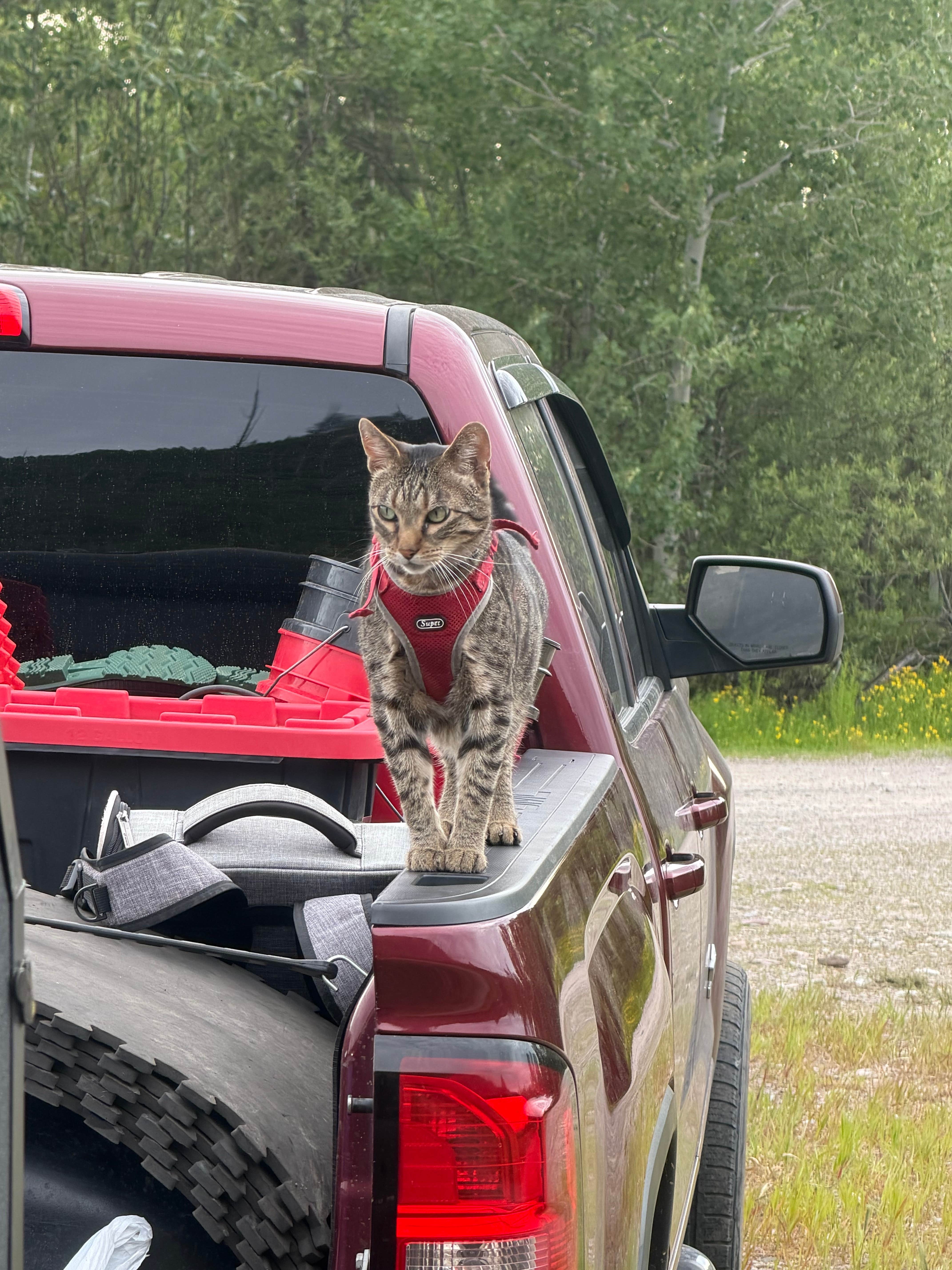 Tyler S.'s photo of camping with pets at Glacier Rim River Access 10363 near Trego, MT
