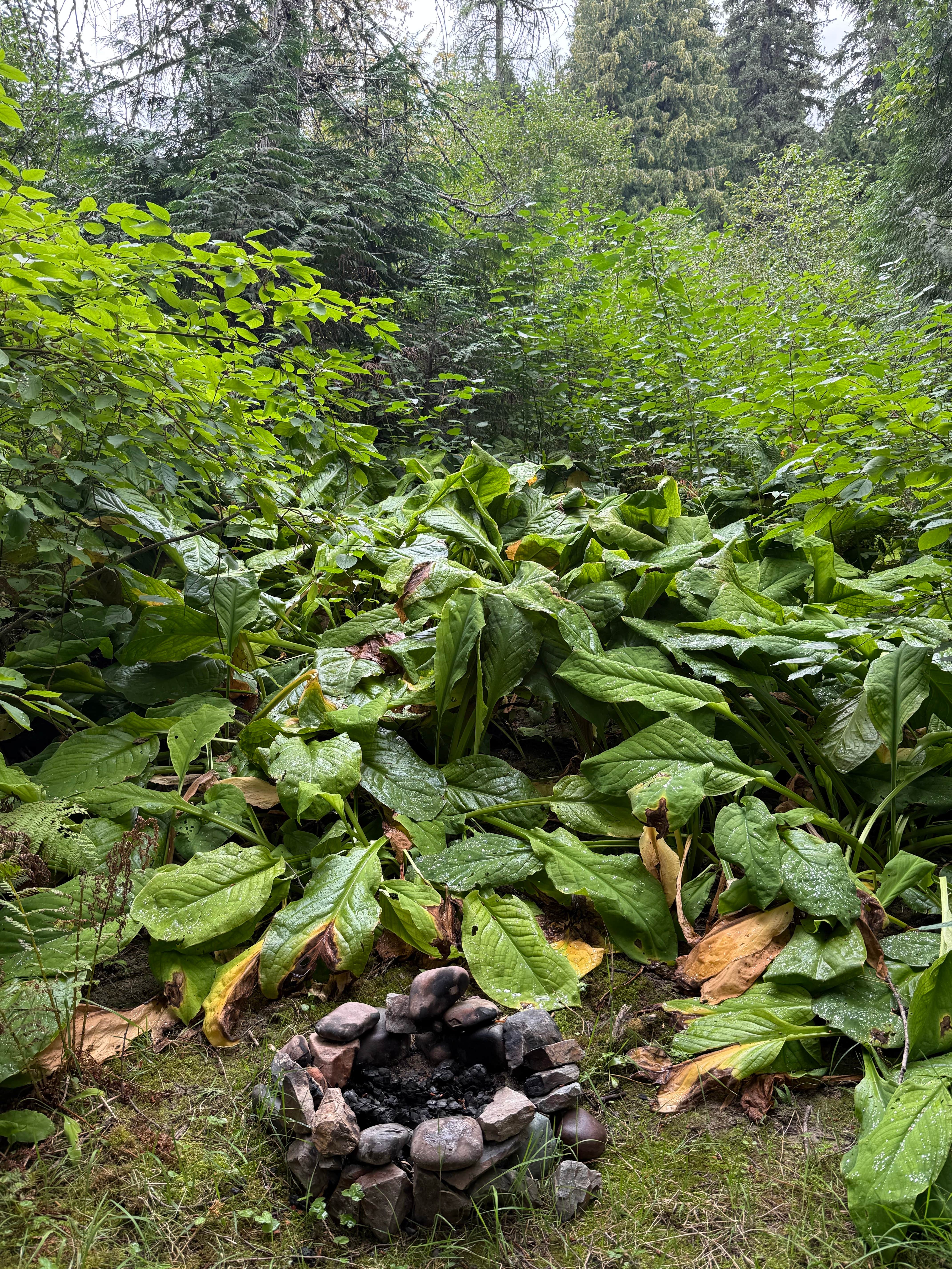 Camper-submitted photo at Glacier Rim River Access 10363 near Columbia Falls, MT