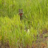 Review photo of Glacier Rim River Access 10363 by Tyler S., June 26, 2026