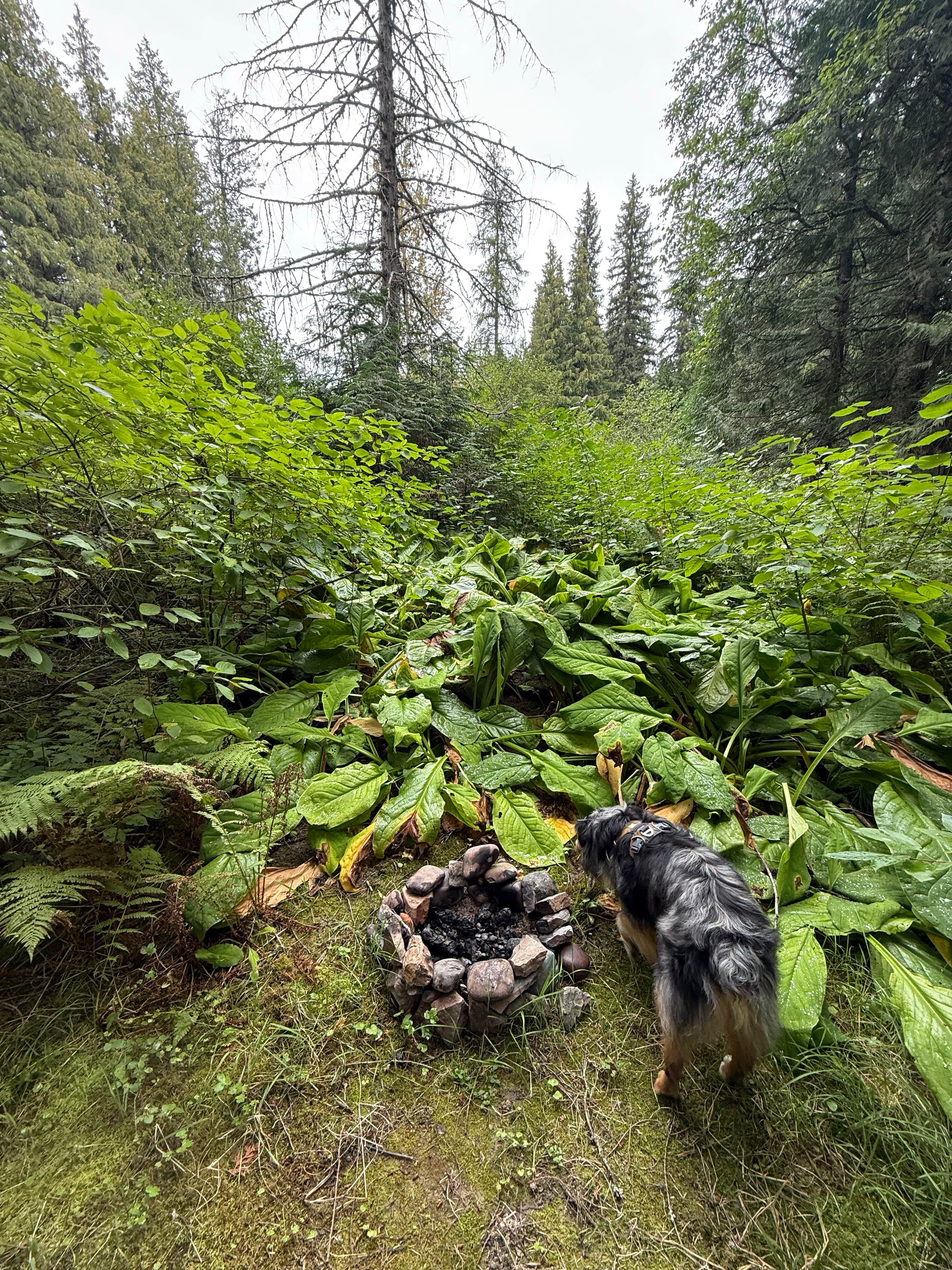 Reagan M.'s photo of camping with pets at Glacier Rim River Access 10363 near Whitefish, MT