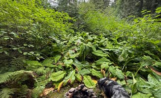 Reagan M.'s photo of camping with pets at Glacier Rim River Access 10363 near West Glacier, MT