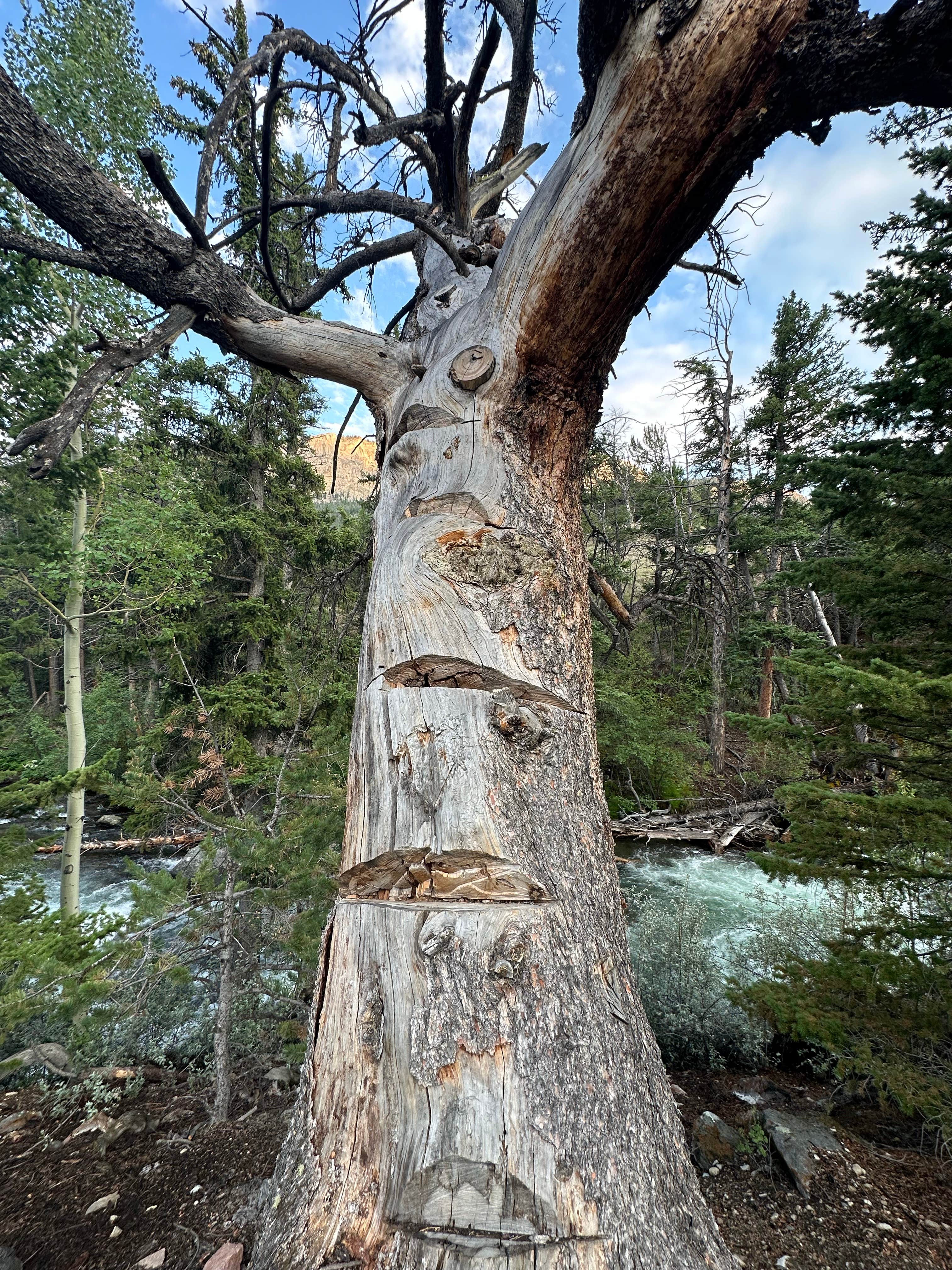 Camper-submitted photo at Glacier Trailhead Campsites in Fitzpatrick Wilderness Area near Dubois, WY