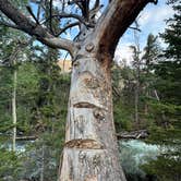 Review photo of Glacier Trailhead Campsites in Fitzpatrick Wilderness Area by Laura C., July 21, 2024