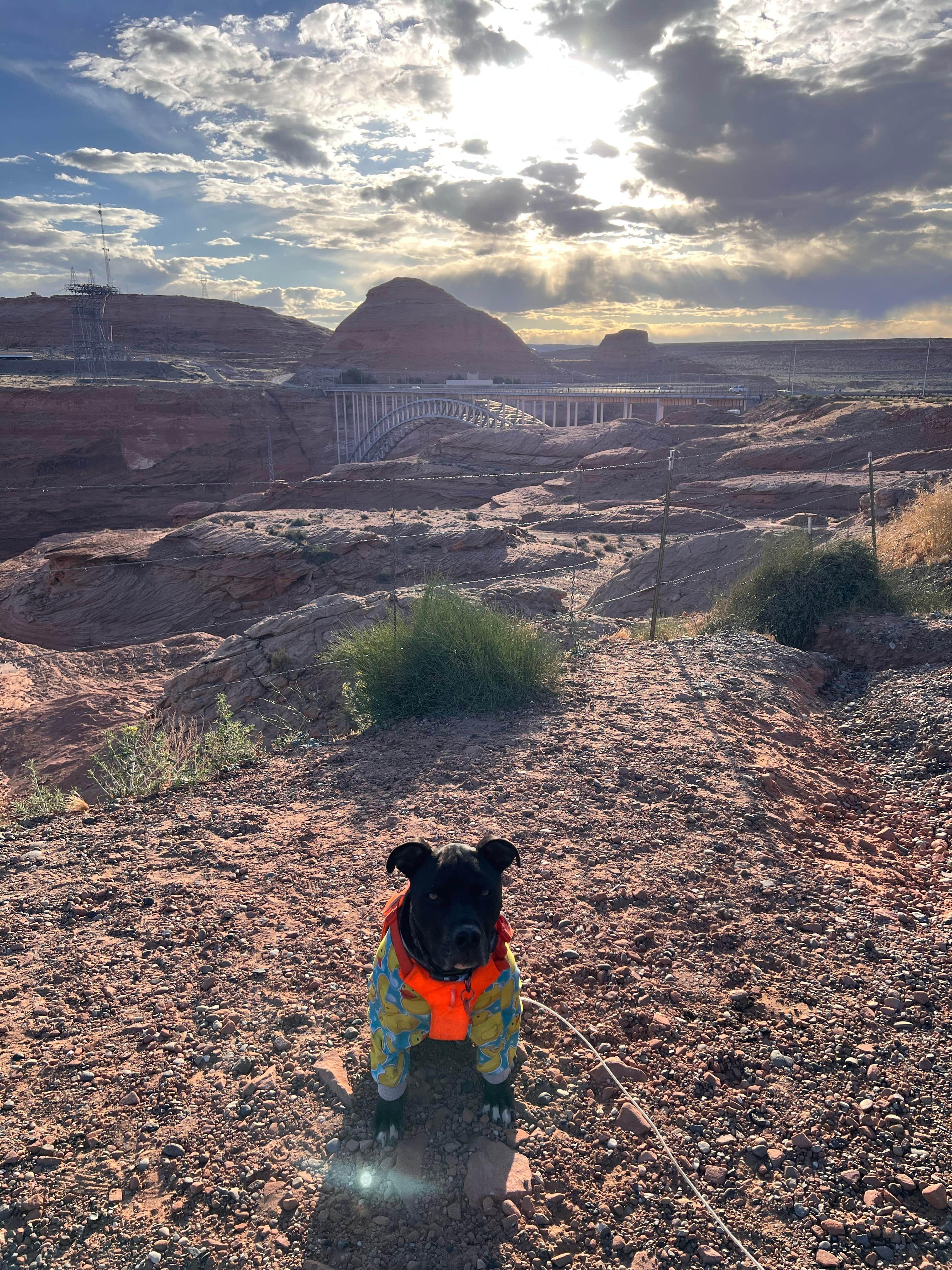 Jacquelyn H.'s photo of camping with pets at Glen Canyon Dam Bridge Outlook near Marble Canyon, AZ