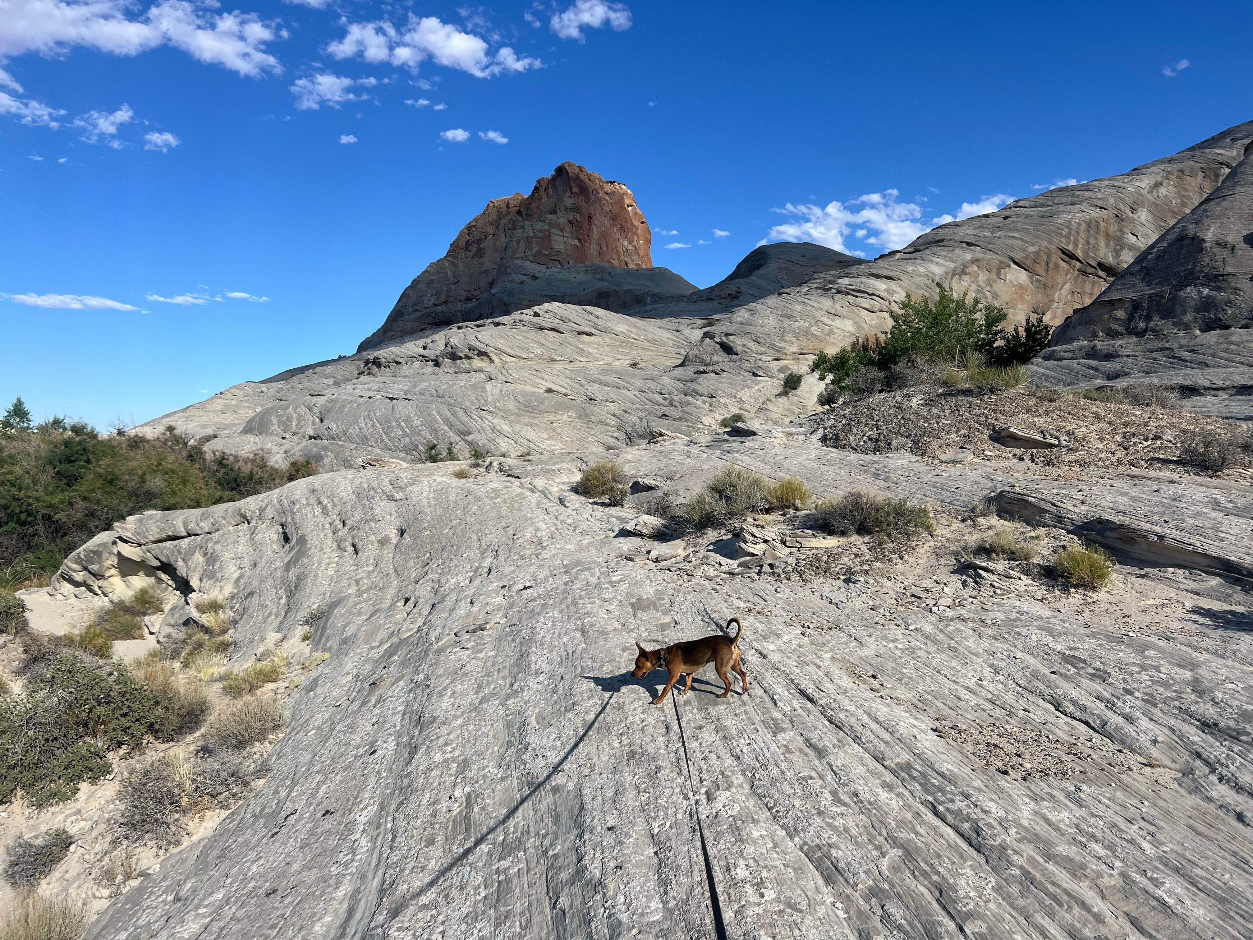 Camper-submitted photo at Glen Canyon NRA Wildcat Tank dispersed near Lake Powell, UT