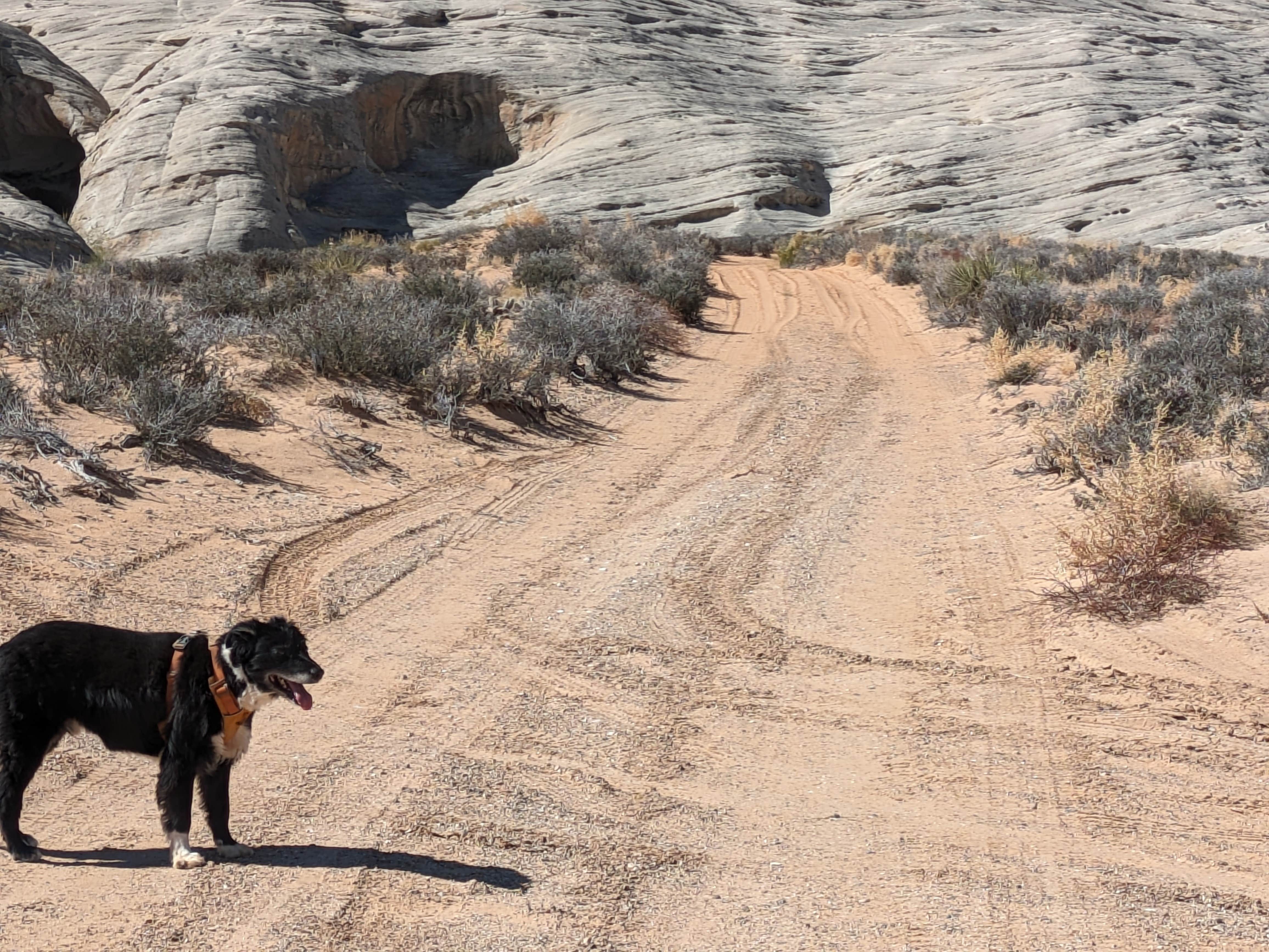 Camper submitted image from Glen Canyon NRA Wildcat Tank dispersed - 3