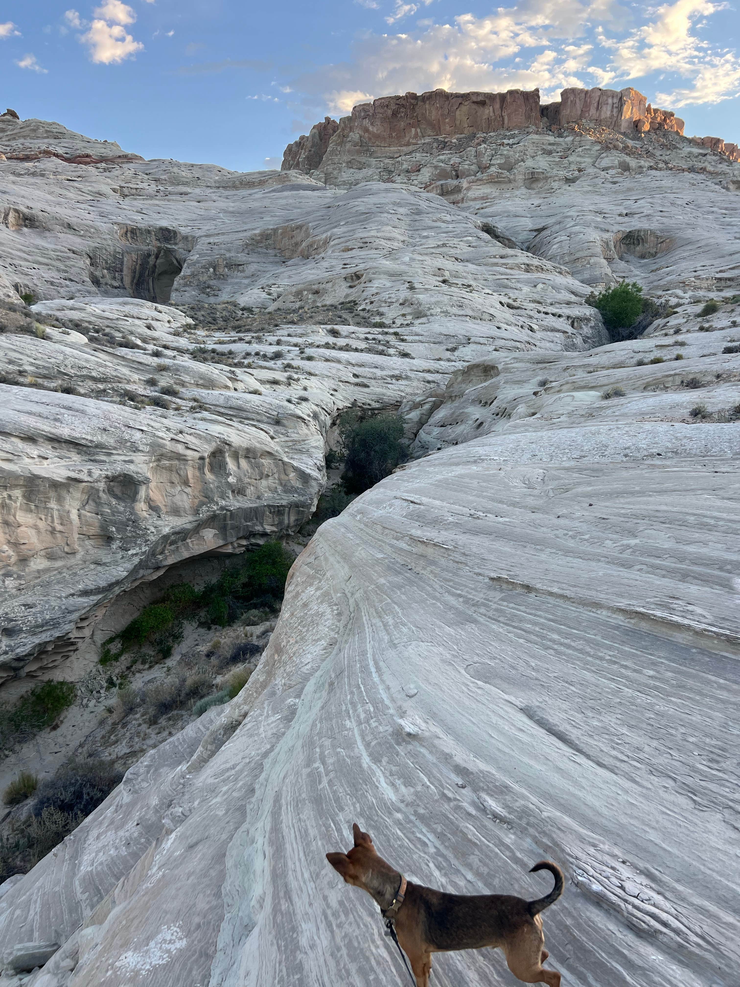 Robert F.'s photo of camping with pets at Glen Canyon NRA Wildcat Tank dispersed near Page, AZ