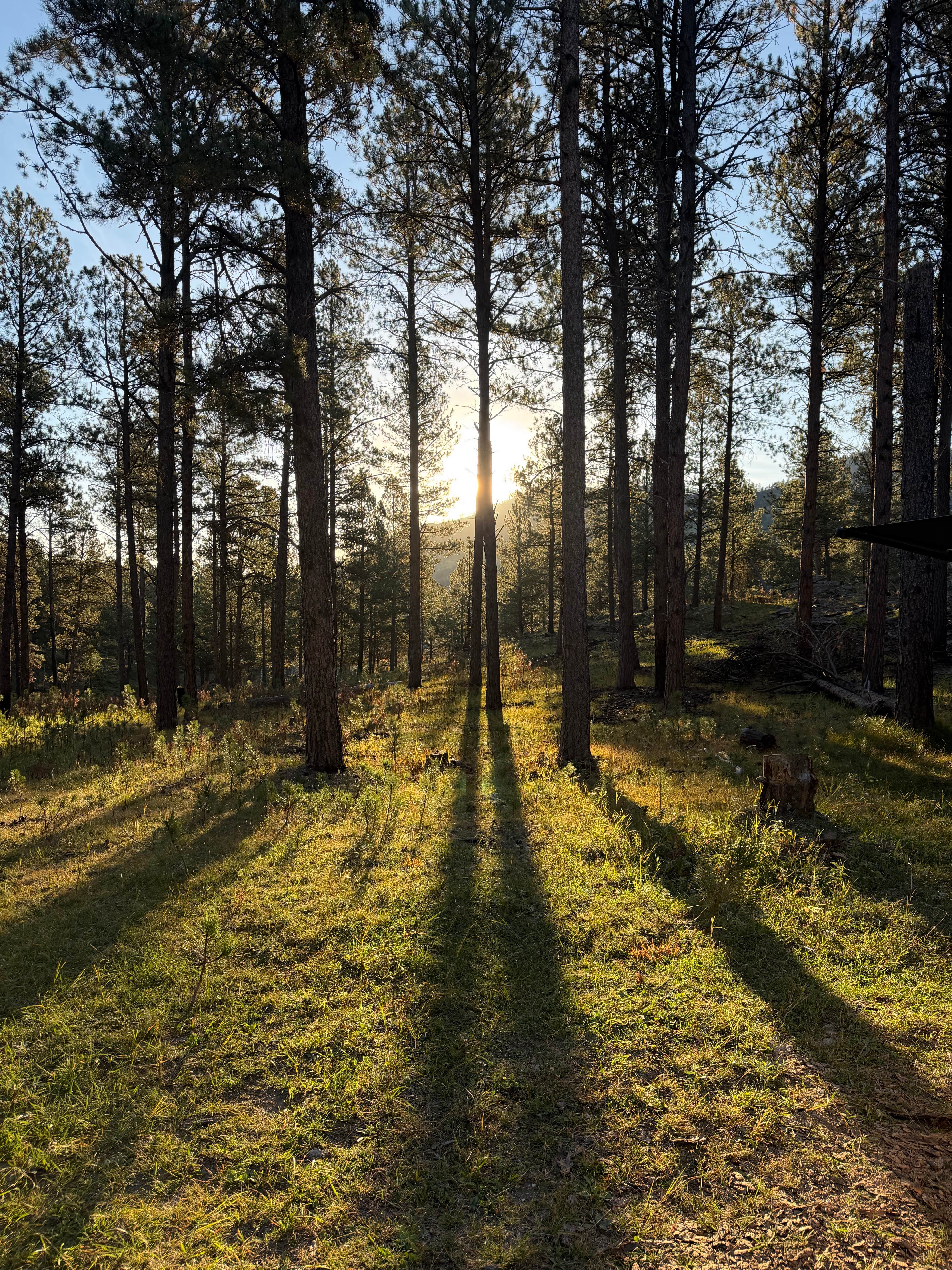 Camping near Black Hills NF Dispersed off FS 240: Glen Erin Roadside Camp, Custer, South Dakota