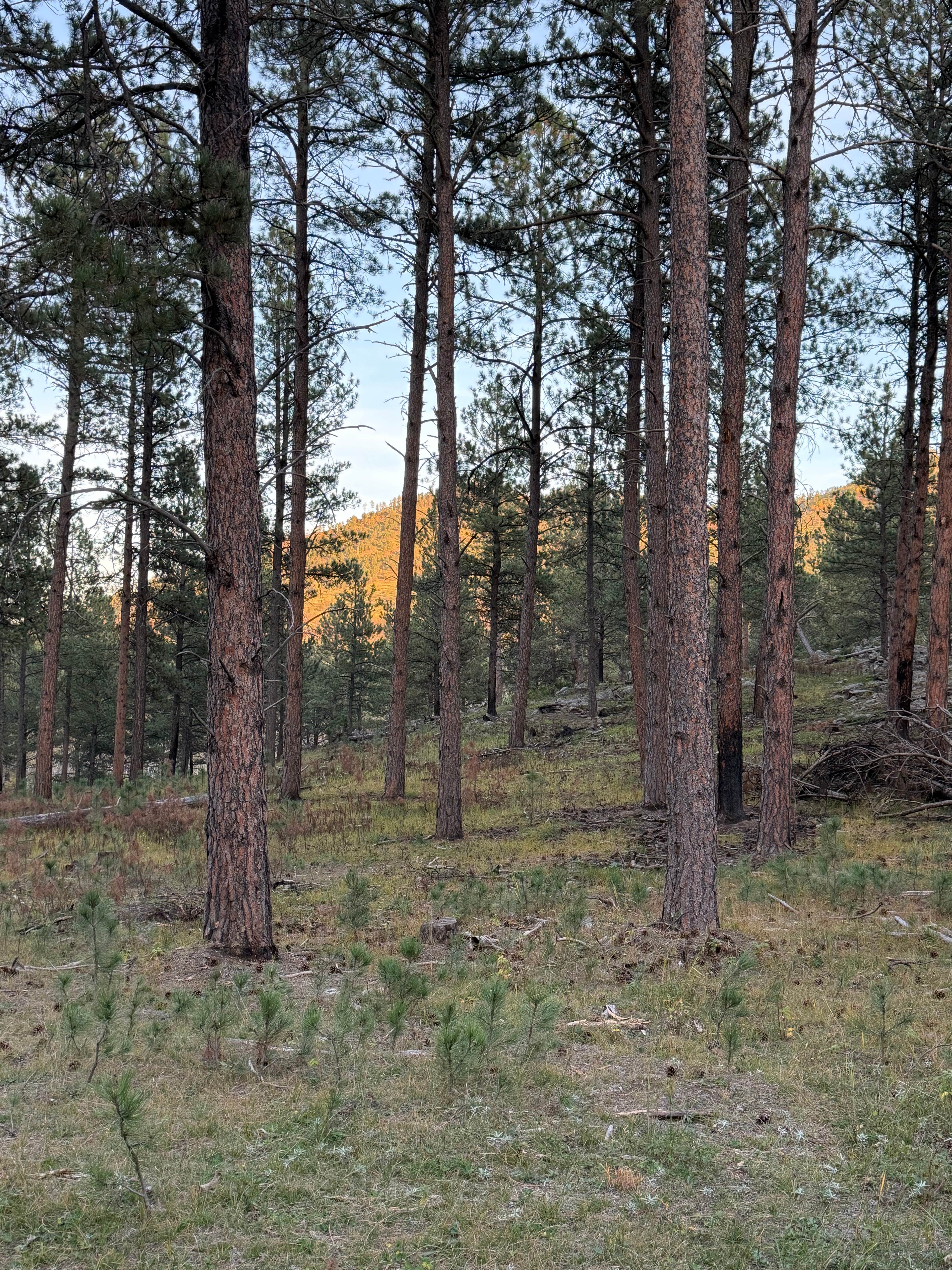 Camper-submitted photo at Glen Erin Roadside Camp near Hot Springs, SD