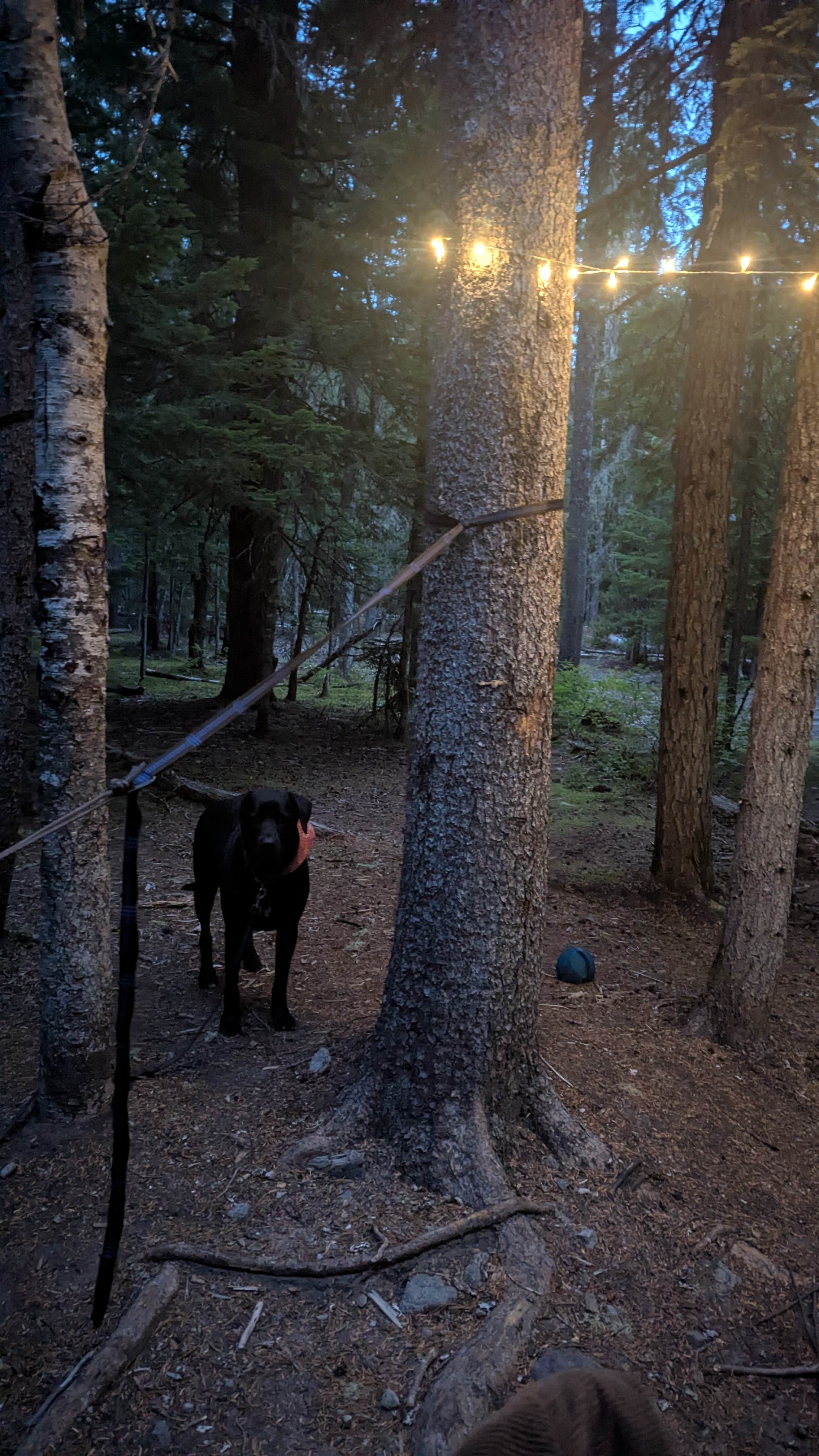 Camper-submitted photo at Goat Marsh Dispersed Group Campsite near Rainier, OR