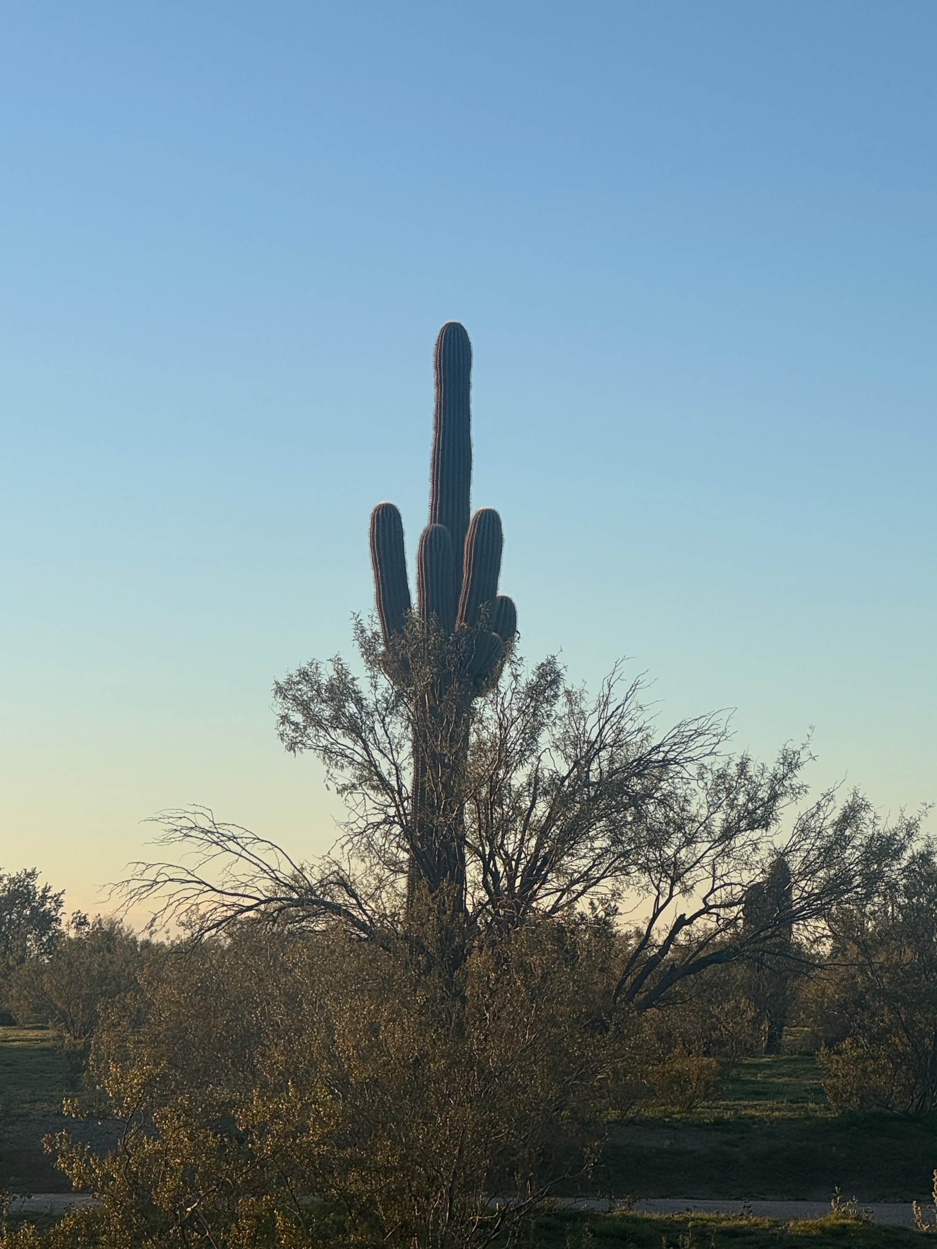 Camper-submitted photo at Gold Canyon Dispersed Site near Queen Creek, AZ