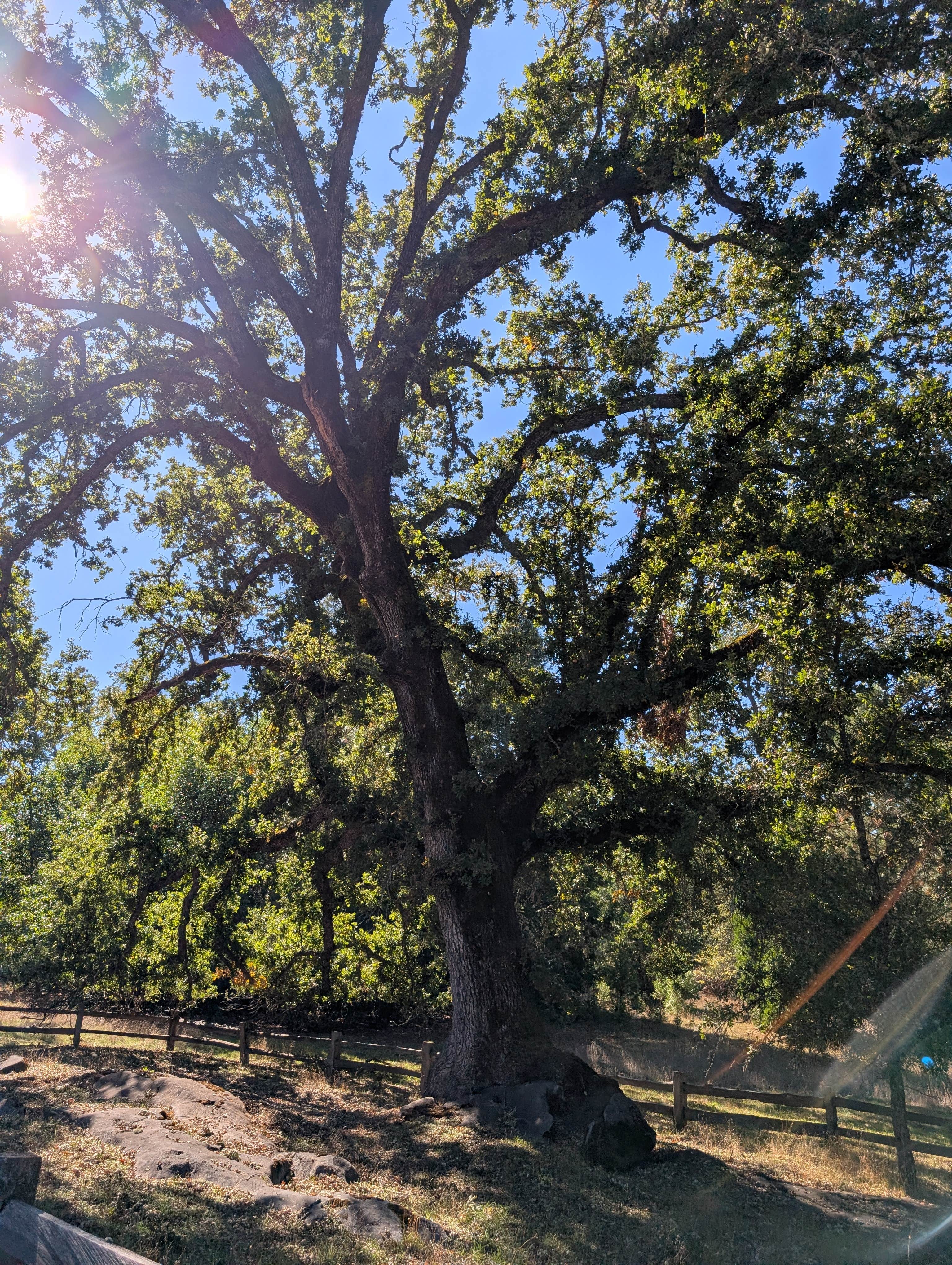 Camper-submitted photo at Gold Country Campground Resort near Placerville, CA