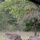 Review photo of Gold Country Campground Resort by Lisa Marie L., October 19, 2025