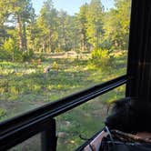 Review photo of Gold Lake Area Dispersed by Brian M., June 18, 2025