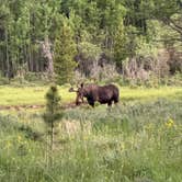 Review photo of Gold Lake Area Dispersed by Jess , June 16, 2025