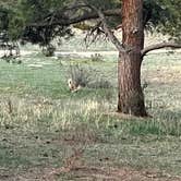 Review photo of Gold Lake Area Dispersed by Jacob R., May 13, 2025