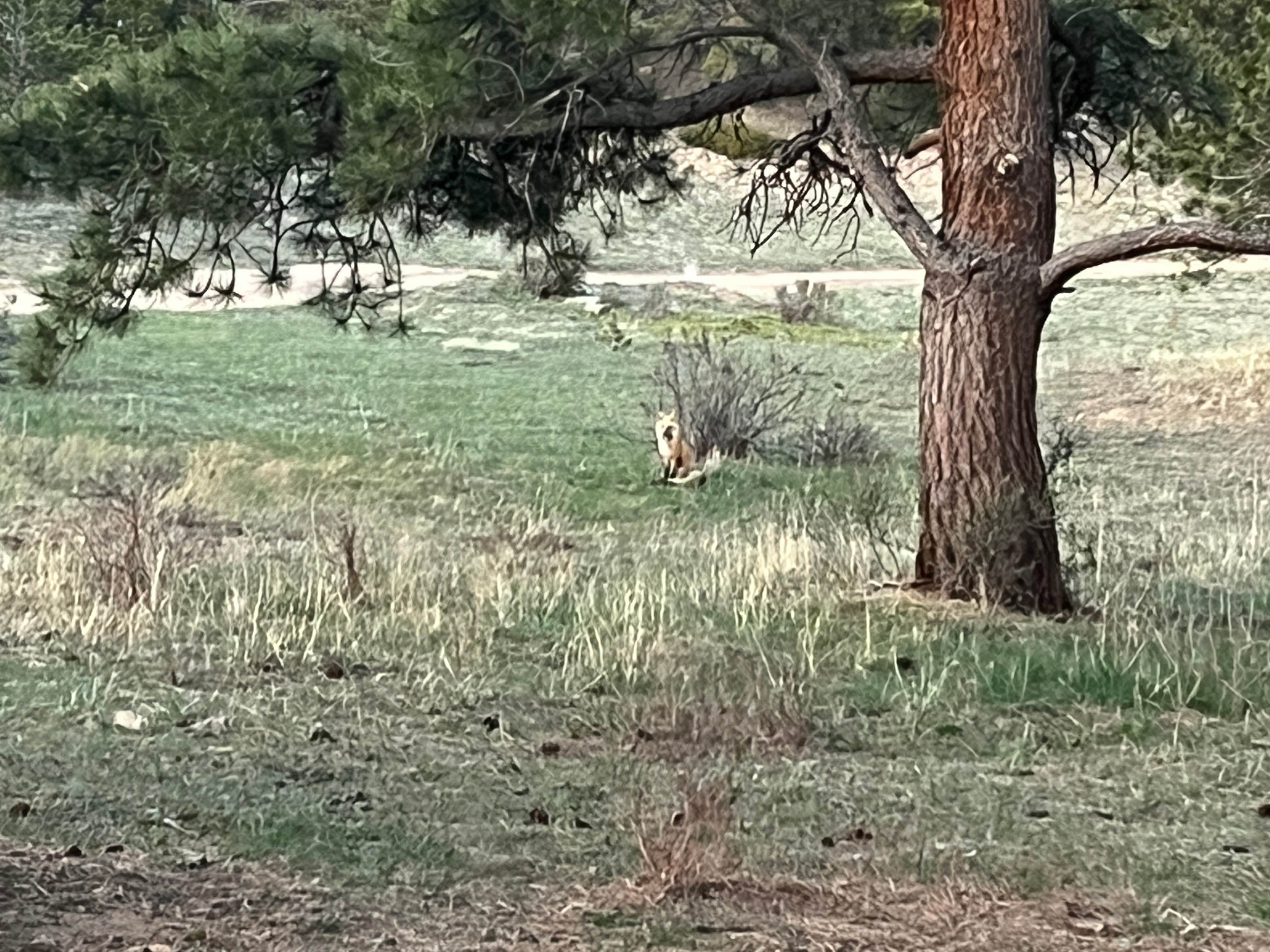 Camper submitted image from Gold Lake Area Dispersed - 5