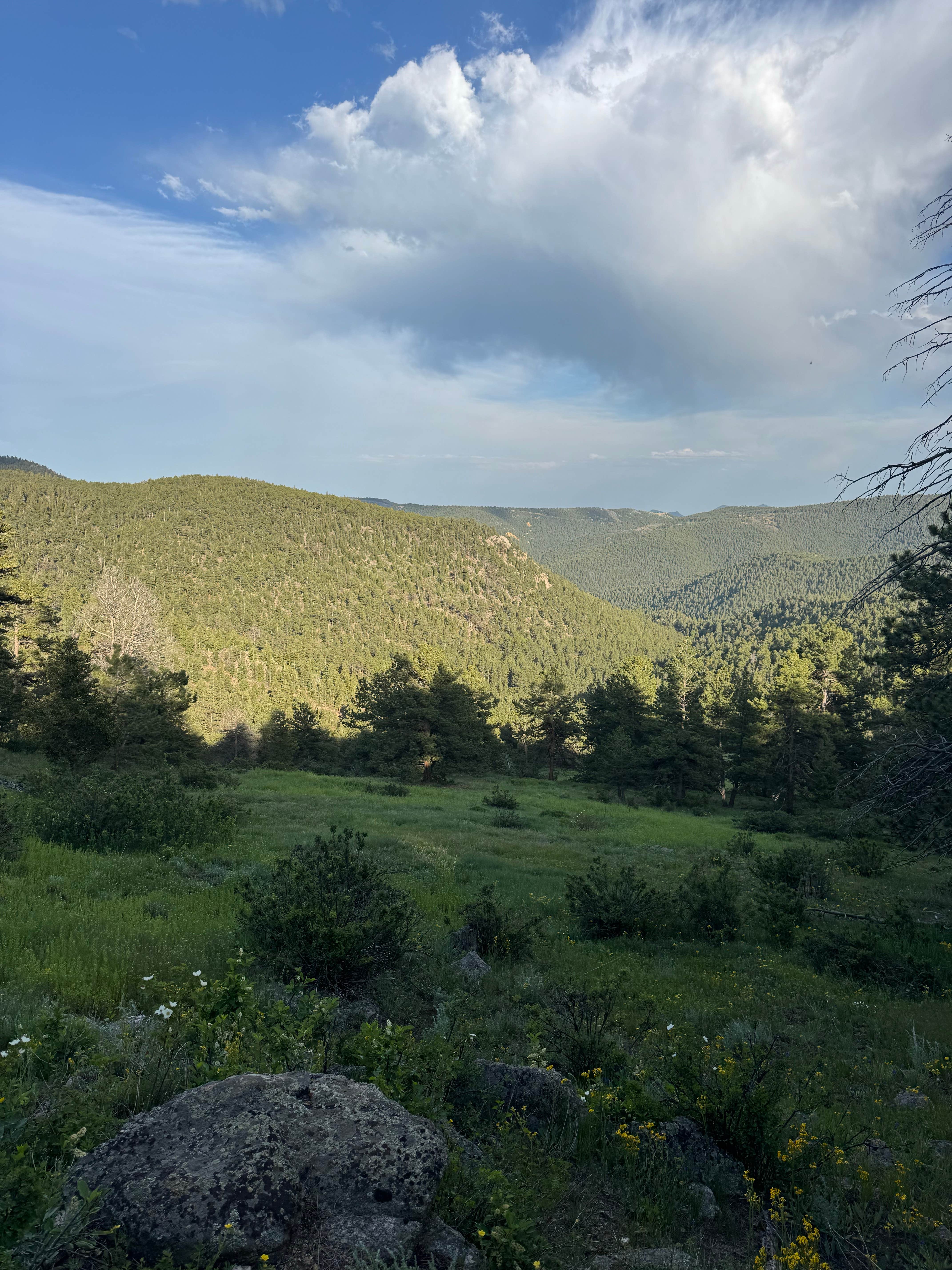 Camper-submitted photo at Gold Lake Area Dispersed near Berthoud, CO