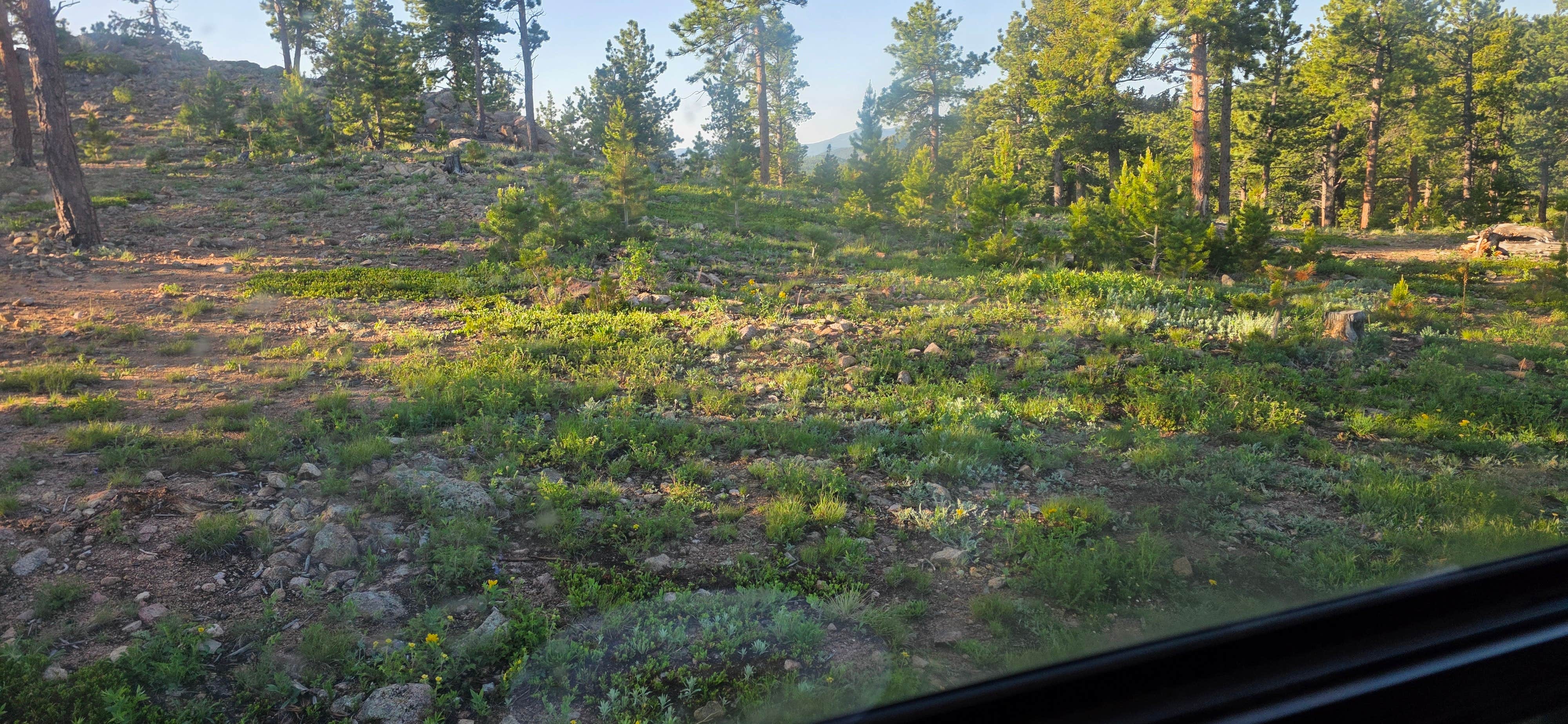 Camper-submitted photo at Gold Lake Area Dispersed near Berthoud, CO
