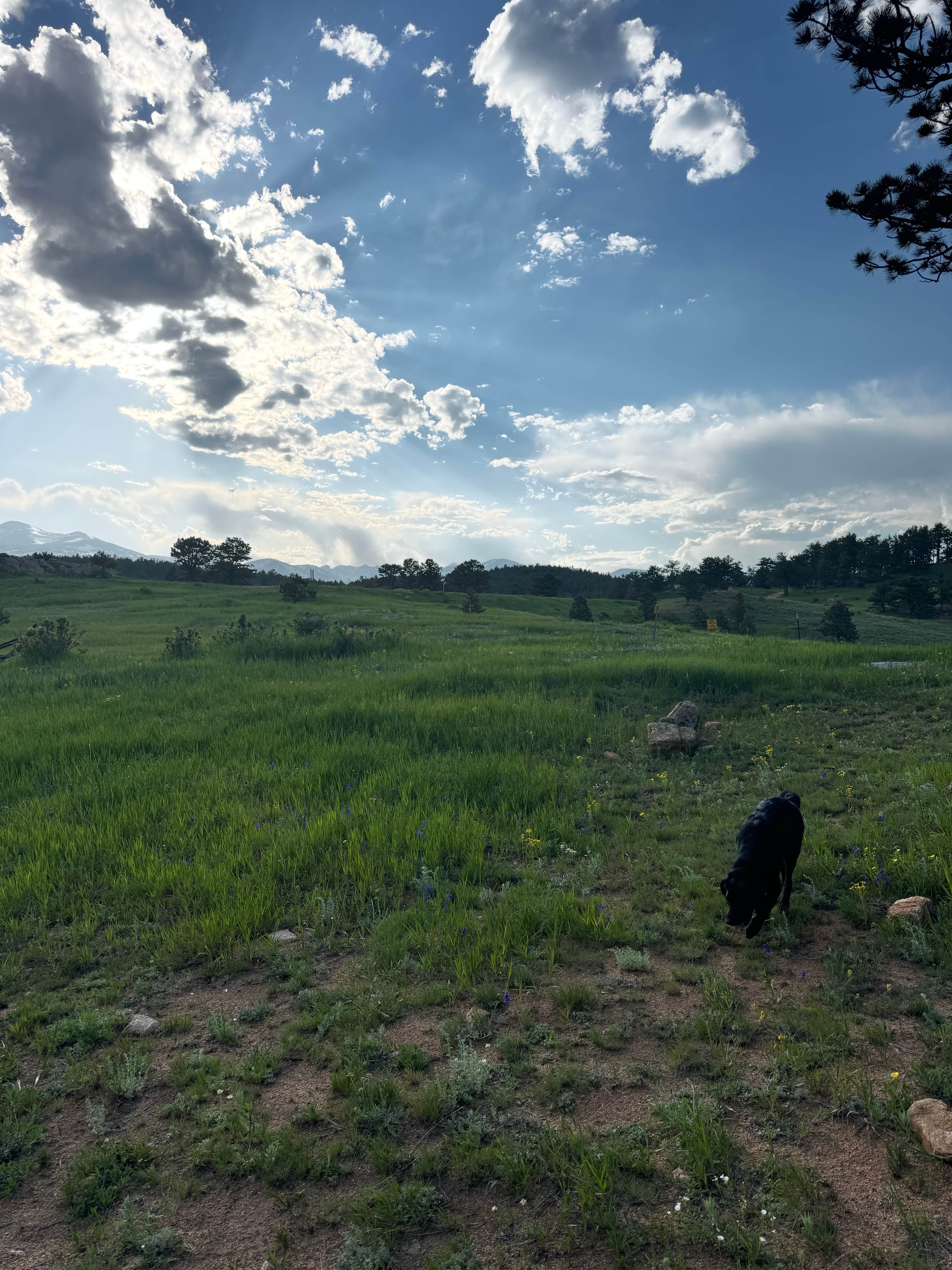 Jess's photo of camping with pets at Gold Lake Area Dispersed near Boulder, CO