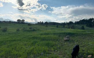 Jess's photo of camping with pets at Gold Lake Area Dispersed near Longmont, CO